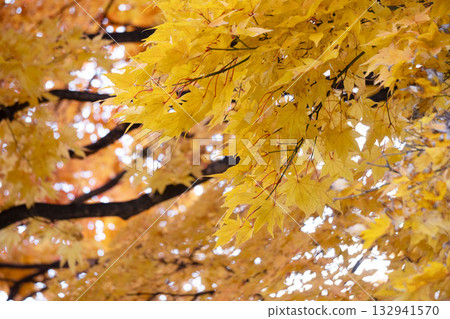 Autumn leaves 132941570