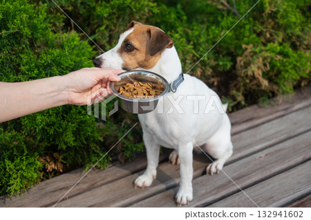 Sad dog turns away from food bowl. No appetite. Sad dog turns away from food bowl. No appetite. 132941602