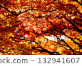 Autumn leaves 132941607