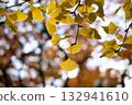 Autumn leaves 132941610