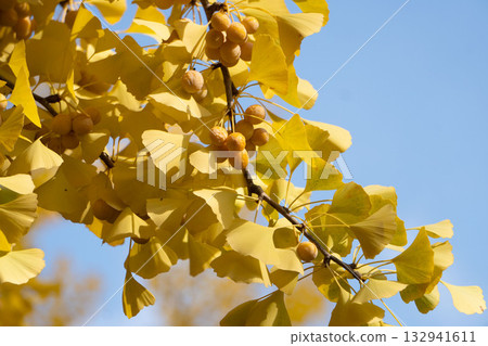 Ginkgo Trees at Hokkaido University 132941611