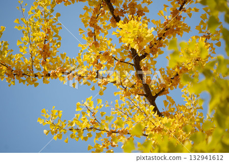 Ginkgo Trees at Hokkaido University Ginkgo Trees at Hokkaido University 132941612
