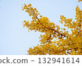 Ginkgo Trees at Hokkaido University 132941614