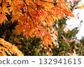 Autumn leaves 132941615