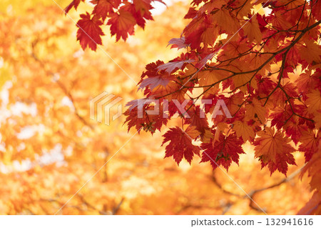 Autumn leaves Autumn leaves 132941616