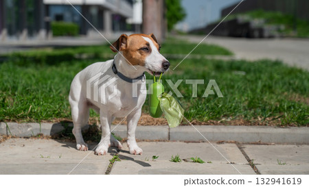 Adorable Dog with Waste Bag Ready for a Walk.  132941619
