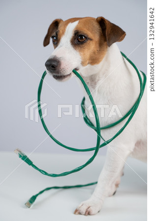 Jack Russell Terrier Dog Chewing Internet Wire. Jack Russell Terrier Dog Chewing Internet Wire. 132941642
