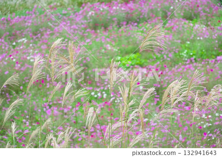 波斯菊田中，銀色的草穗隨風搖曳。 132941643