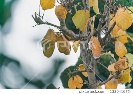 pruning, foliage, leaf 132941675