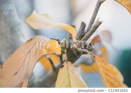 pruning, foliage, leaf 132941685
