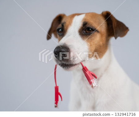 Jack Russell Terrier Dog Chewing Internet Wire.  132941716