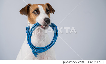 Jack Russell Terrier Dog Chewing Internet Wire.  132941719