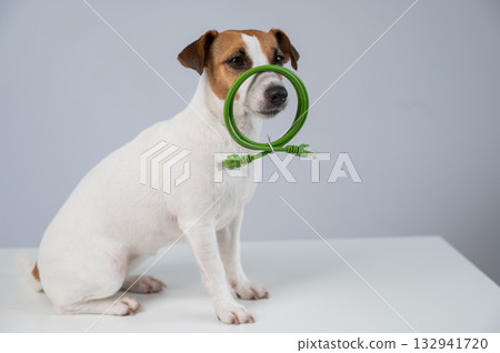 Jack Russell Terrier Dog Holding Internet Wire.  132941720
