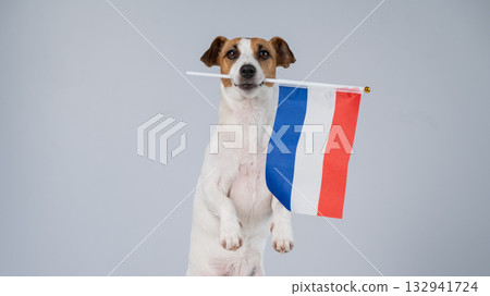 Jack Russell Terrier dog holding a Dutch flag on a white background.  132941724