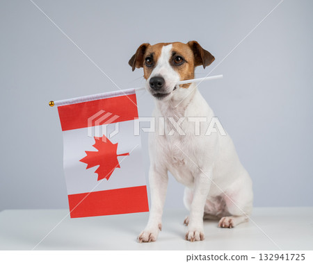 Jack Russell Terrier dog holding a Canadian flag on a white background. Jack Russell Terrier dog holding a Canadian flag on a white background. 132941725