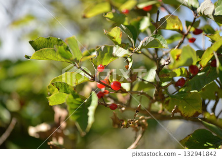 Lonicera maximowiczii, red honeysuckle shrub with deep crimson flowers and red berries, a deciduous species native to Korea. Lonicera maximowiczii, red honeysuckle shrub with deep crimson flowers and red berries, a deciduous species native to Korea. 132941842