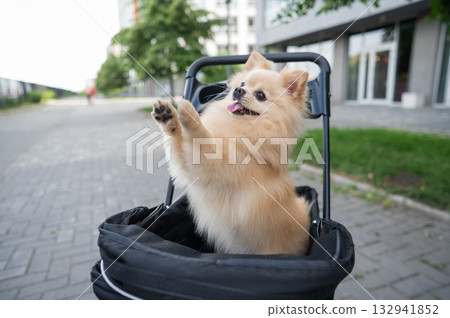 Cute spitz dog in pet stroller outdoors. Cute spitz dog in pet stroller outdoors. 132941852