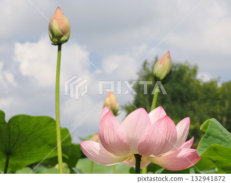 Lotus flower close-up Lotus flower close-up 132941872