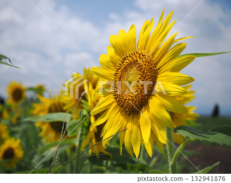sunflower flower closeup sunflower flower closeup 132941876