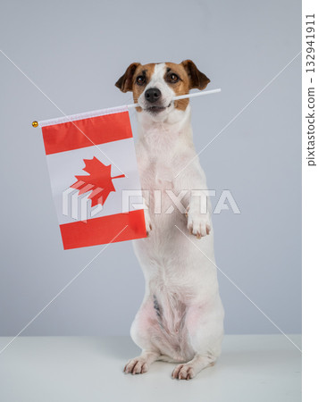 Jack Russell Terrier dog holding a Canadian flag on a white background. Jack Russell Terrier dog holding a Canadian flag on a white background. 132941911
