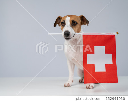 Jack Russell Terrier dog holding a Swiss flag on a white background.  132941930
