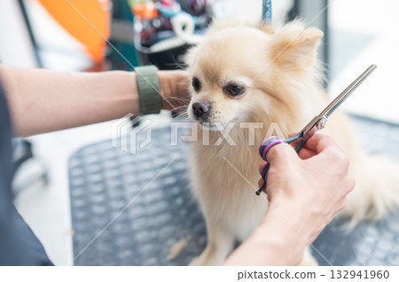 A groomer cuts a Pomeranian in a grooming salon. A groomer cuts a Pomeranian in a grooming salon. 132941960
