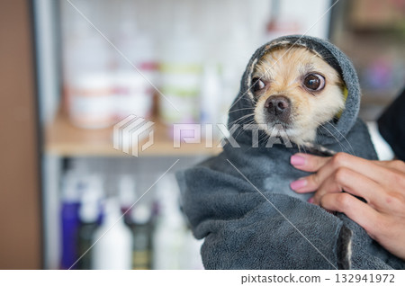 A wet Pomeranian is dried off in a grooming salon. A wet Pomeranian is dried off in a grooming salon. 132941972