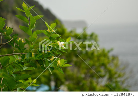Lonicera insularis, Ulleungdo honeysuckle with white to yellow flowers and red toxic berries, an endemic shrub of Korea. Lonicera insularis, Ulleungdo honeysuckle with white to yellow flowers and red toxic berries, an endemic shrub of Korea. 132941973