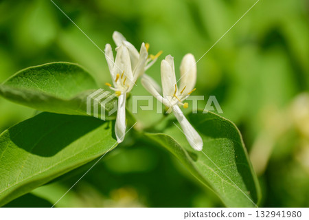 Lonicera insularis, Ulleungdo honeysuckle with white to yellow flowers and red toxic berries, an endemic shrub of Korea. 132941980