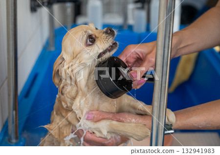 Cute Pomeranian at the grooming. Dog in the shower.  132941983