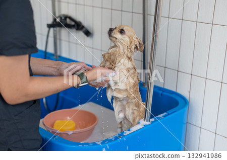Cute Pomeranian at the grooming. Dog in the shower. Cute Pomeranian at the grooming. Dog in the shower. 132941986