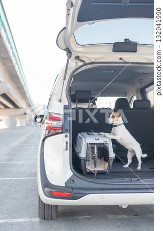 Jack Russell Terrier Dog in Travel Carrier in Car Trunk.  132941990