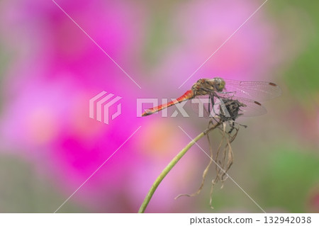 波斯菊田中的紅色蜻蜓 波斯菊田中的紅色蜻蜓 132942038