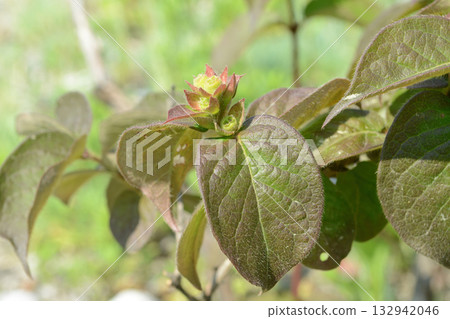 Lonicera vesicaria, honeysuckle shrub with pale yellow flowers and bright red cherry-like berries, a deciduous species native to Korea. Lonicera vesicaria, honeysuckle shrub with pale yellow flowers and bright red cherry-like berries, a deciduous species native to Korea. 132942046