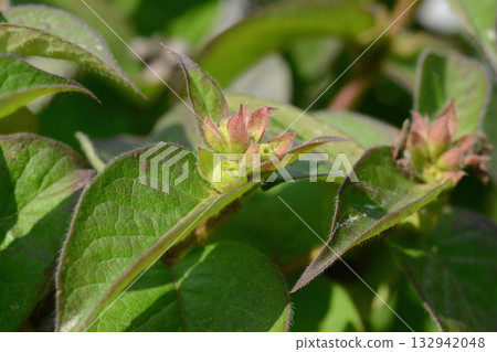 Lonicera vesicaria, honeysuckle shrub with pale yellow flowers and bright red cherry-like berries, a deciduous species native to Korea. Lonicera vesicaria, honeysuckle shrub with pale yellow flowers and bright red cherry-like berries, a deciduous species native to Korea. 132942048