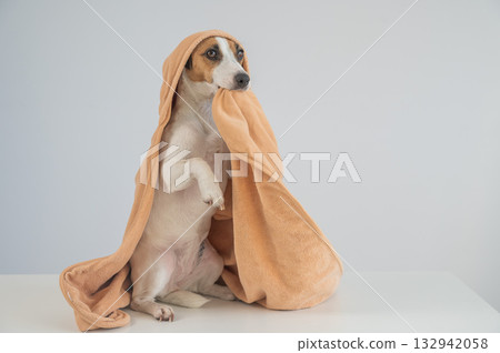 Jack Russell Terrier dog in a towel on a white background. Jack Russell Terrier dog in a towel on a white background. 132942058