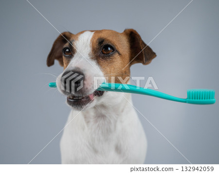 Playful Dog Holding a Toothbrush in Its Mouth. Playful Dog Holding a Toothbrush in Its Mouth. 132942059