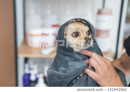 A wet Pomeranian is dried off in a grooming salon. 132942062