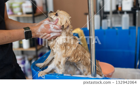 Cute Pomeranian at the grooming. Dog in the shower. Cute Pomeranian at the grooming. Dog in the shower. 132942064