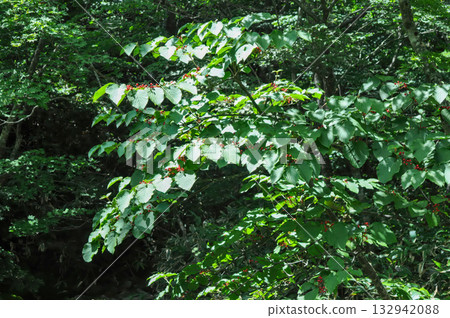 Viburnum furcatum, forked viburnum with white flowers blooming in May, deciduous small tree photographed in Korea. Viburnum furcatum, forked viburnum with white flowers blooming in May, deciduous small tree photographed in Korea. 132942088