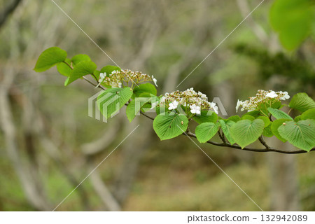 Viburnum furcatum, forked viburnum with white flowers blooming in May, deciduous small tree photographed in Korea. 132942089