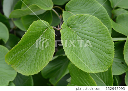 Viburnum furcatum, forked viburnum with white flowers blooming in May, deciduous small tree photographed in Korea. Viburnum furcatum, forked viburnum with white flowers blooming in May, deciduous small tree photographed in Korea. 132942093