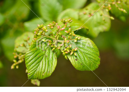 Viburnum furcatum, forked viburnum with white flowers blooming in May, deciduous small tree photographed in Korea. Viburnum furcatum, forked viburnum with white flowers blooming in May, deciduous small tree photographed in Korea. 132942094
