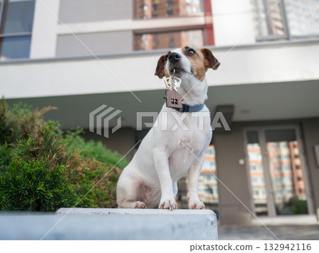 Jack Russell Terrier Dog Holding Apartment Keys.  132942116
