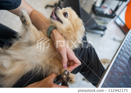 A groomer trims a Pomeranian's nails in a grooming salon. A groomer trims a Pomeranian's nails in a grooming salon. 132942175