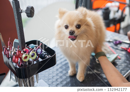 A groomer cuts a Pomeranian in a grooming salon. 132942177