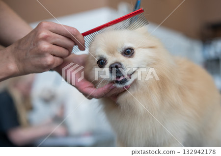 A Pomeranian is combed in a grooming salon. 132942178