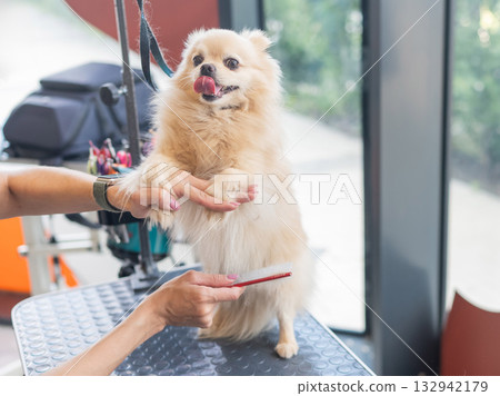 A Pomeranian is combed in a grooming salon. 132942179