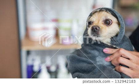 A wet Pomeranian is dried off in a grooming salon. 132942183
