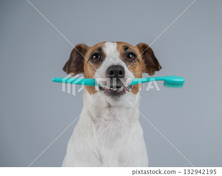 Playful Dog Holding a Toothbrush in Its Mouth.  132942195